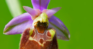 ophrys holosericea