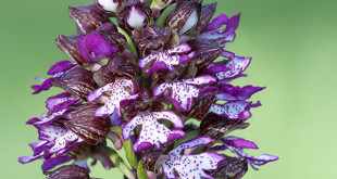 Orchis Purpurea