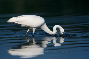 Ardea alba - airone bianco maggiore - Great Egret