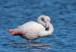 Fenicottero - Phoenicopterus - Flamingo