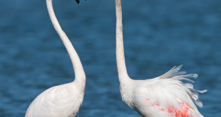 Fenicottero - Phoenicopterus - Flamingo