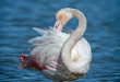 Fenicottero - Phoenicopterus – Flamingo