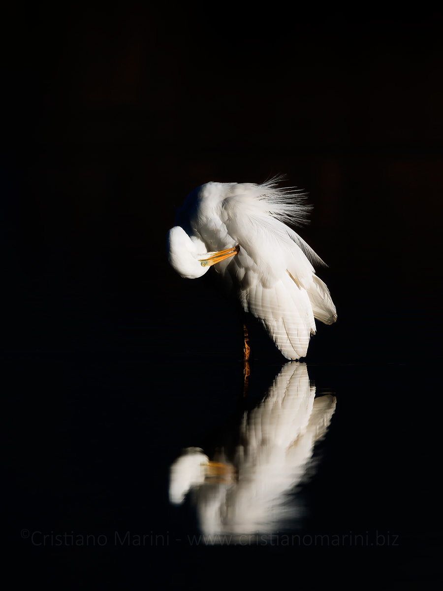 Airone bianco maggiore - Ardea alba - Great Egret