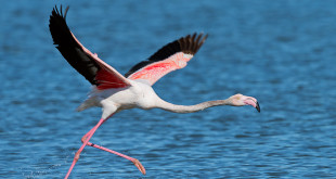 fenicottero - flamingo