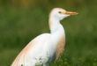 Airone guardabuoi - Cattle Egret - Bubulcus ibis