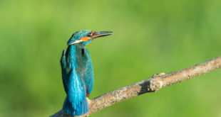 Martin pescatore - Alcedo atthis - Kingfisher