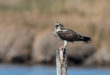 Osprey - falco pescatore Oasi WWF Lago di Burano (Gr)